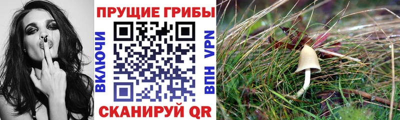 Купить где  Фокино  Галлюциногенные грибы мицелий 